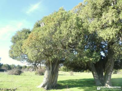 un bosque Jurásico - Sabinar y Cañón del río Caslilla; ruta romanico palencia excursiones por almeri